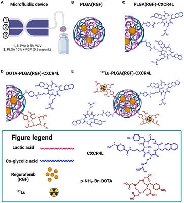 Chemo-radiotherapy with 177Lu-PLGA(RGF)-CXCR4L for the targeted treatment of colorectal cancer